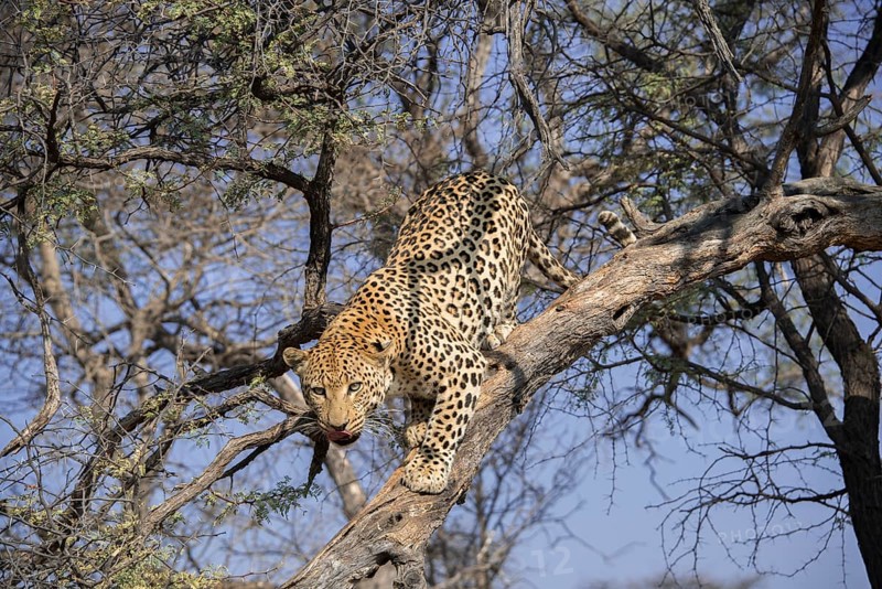 Leopard (Panthera pardus) climbing on tree