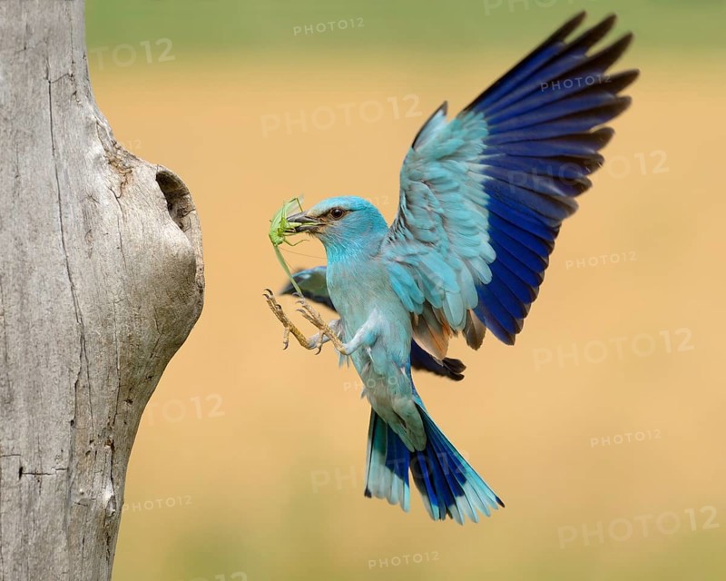 European roller (Coracias garrulus)