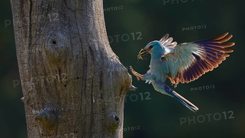 European roller (Coracias garrulus)