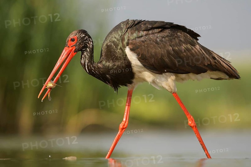 Black stork (Ciconia nigra) with prey in beak