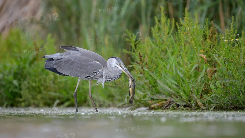 Grey heron (Ardea cinerea) in juvenile plumage with prey