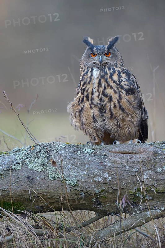 Eurasian eagle-owl (Bubo bubo)