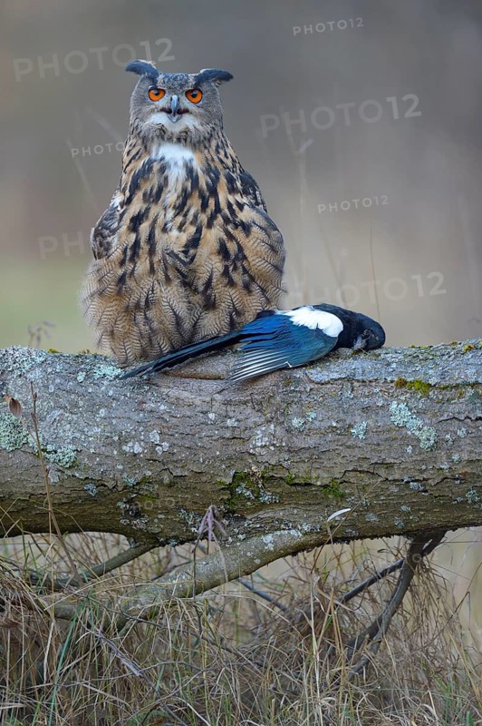 Eurasian eagle-owl (Bubo bubo)