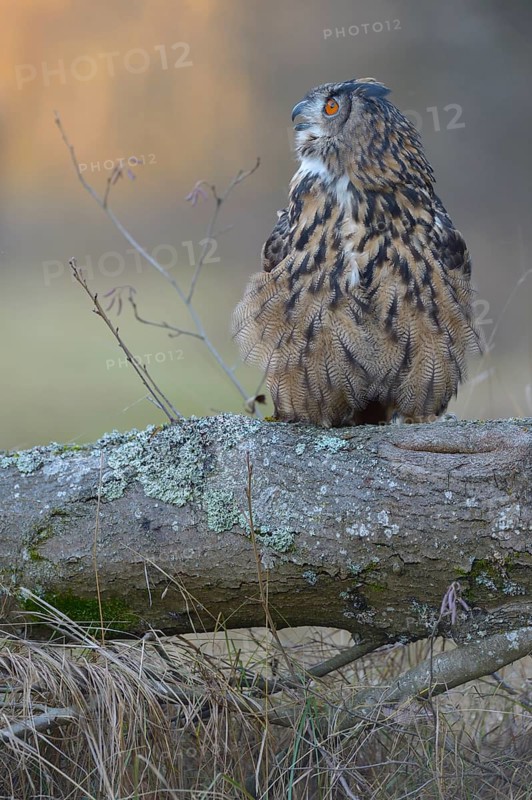Eurasian eagle-owl (Bubo bubo)