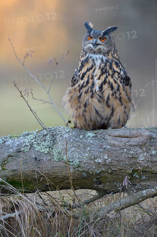 Eurasian eagle-owl (Bubo bubo)
