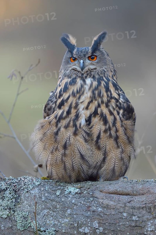 Eurasian eagle-owl (Bubo bubo)