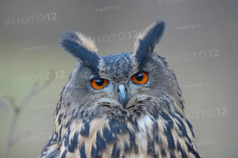 Eurasian eagle-owl (Bubo bubo)