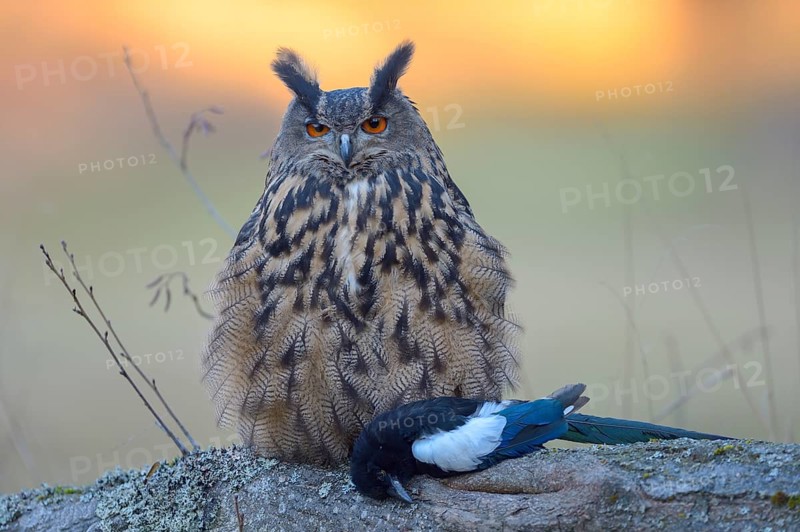Eurasian eagle-owl (Bubo bubo)