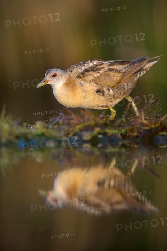 Little Crake (Porzana parva)