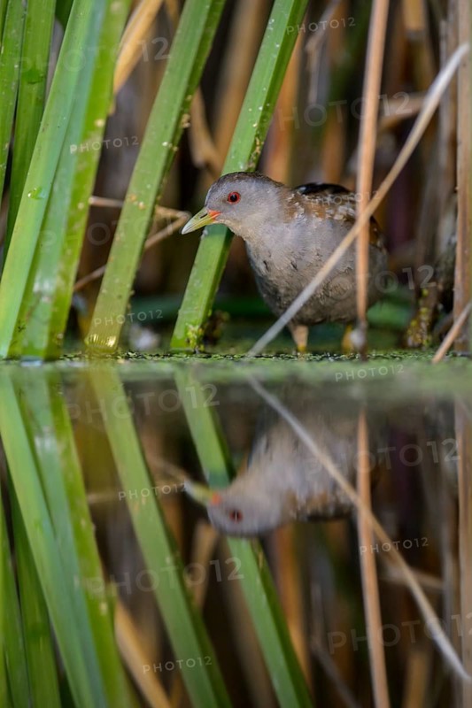 Little Crake (Porzana parva)