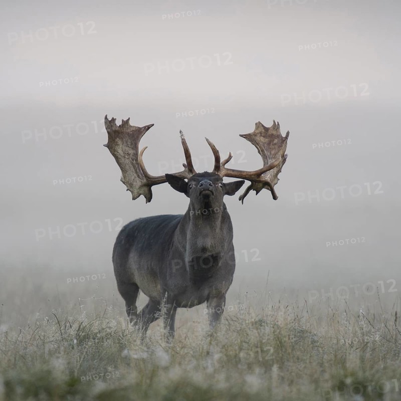 Fallow deer (Dama dama)