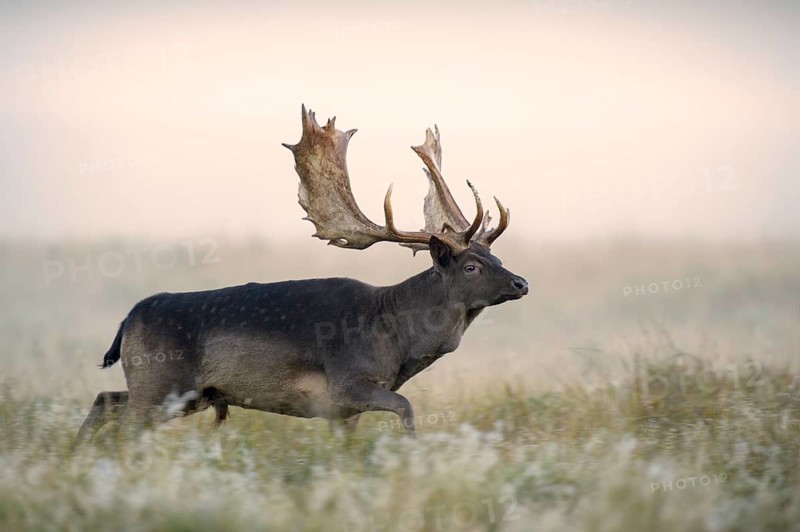 Fallow deer (Dama dama)