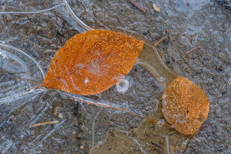 Birches leaves in a frozen puddle