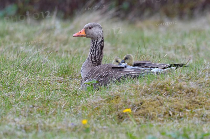Greylag goose (Anser anser) with chicks