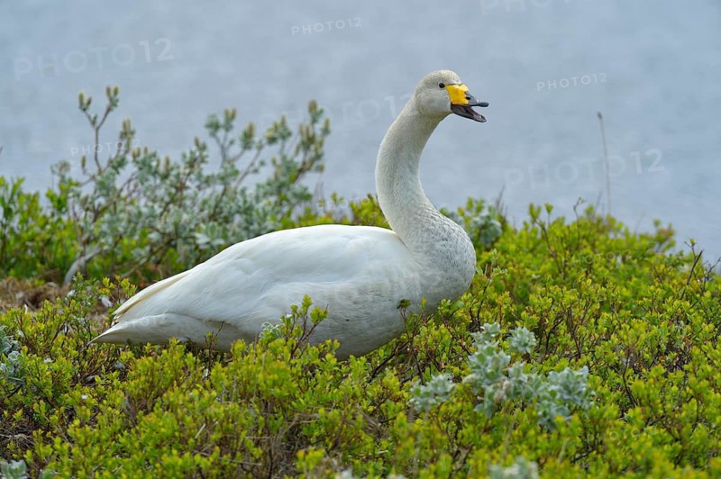 Whooper swan (Cygnus cygnus)