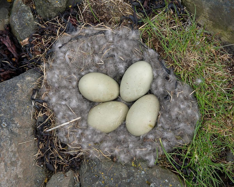 Eggs of Common Eider (Somateria mollissima) in nest with eiderdown