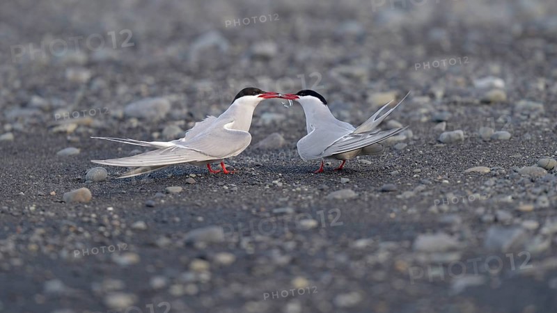 Arctic Arctic Tern (SArctic Terna paradisaea)