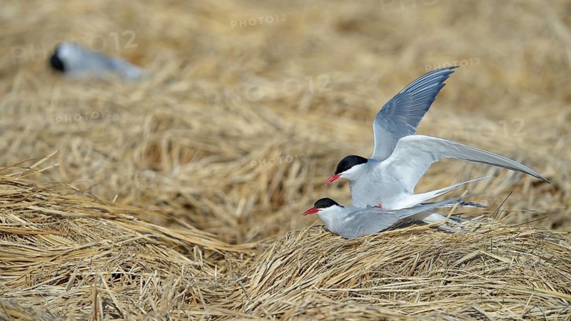 Arctic Arctic Tern (SArctic Terna paradisaea)