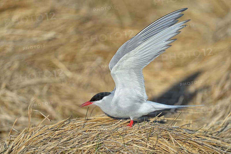 Arctic Arctic Tern (SArctic Terna paradisaea)