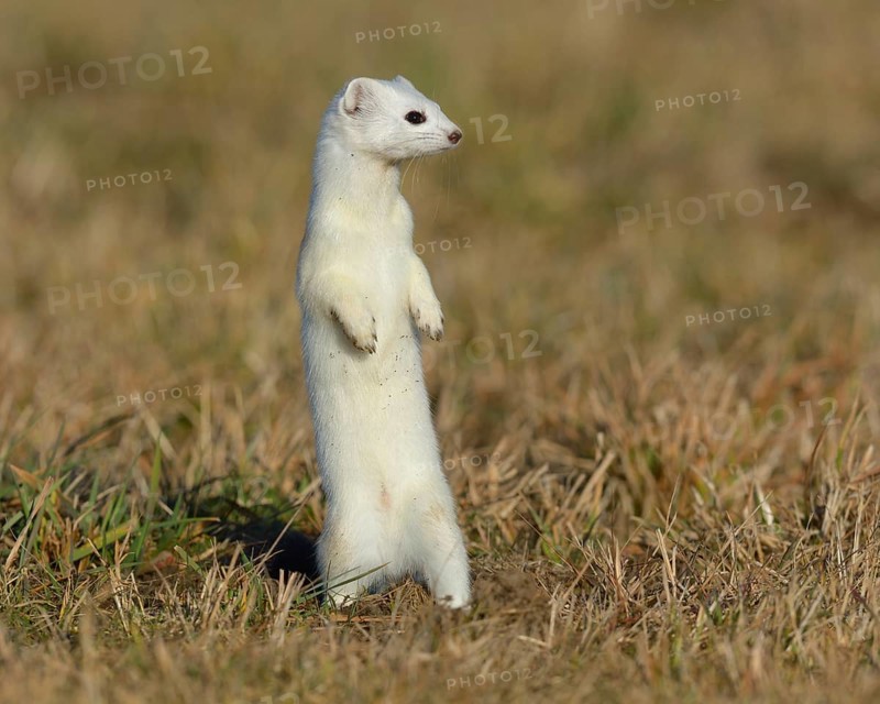 Stoat (Mustela erminea) in winter coat
