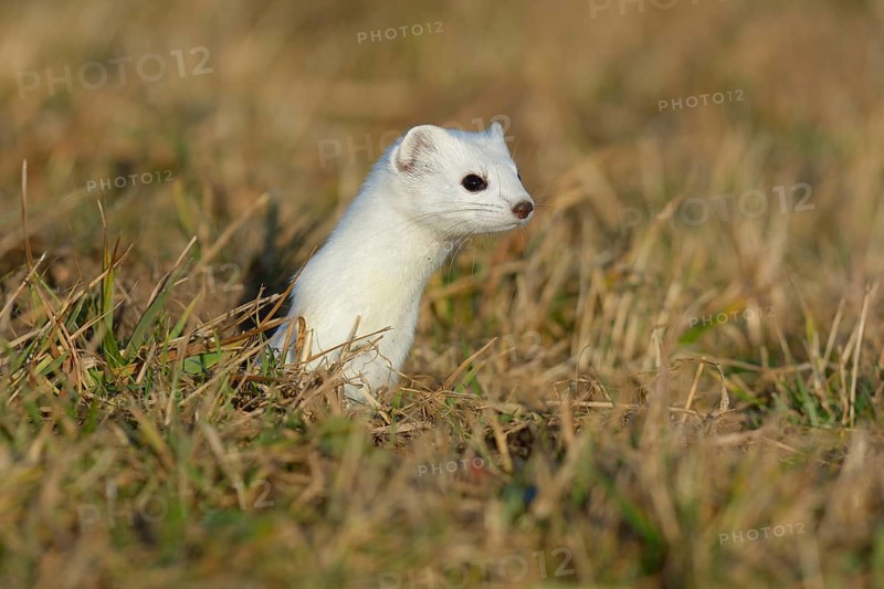 Stoat (Mustela erminea) in winter coat