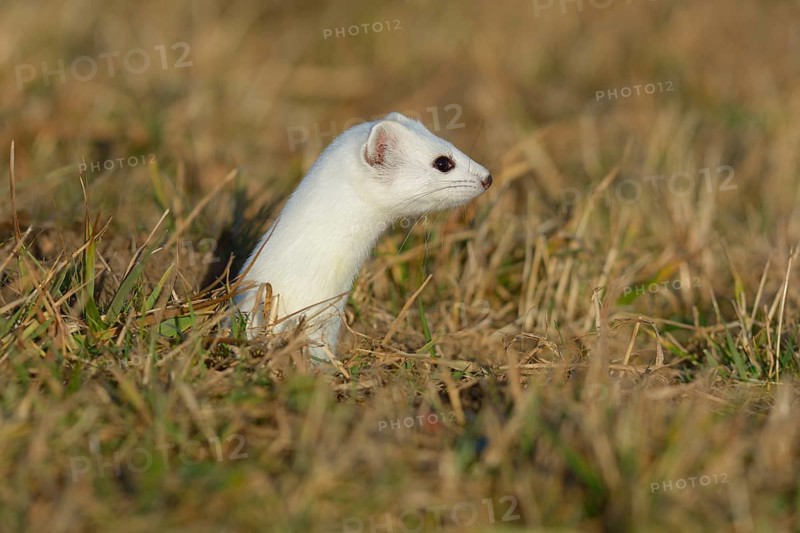 Stoat (Mustela erminea) in winter coat