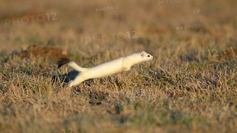 Stoat (Mustela erminea) in winter coat
