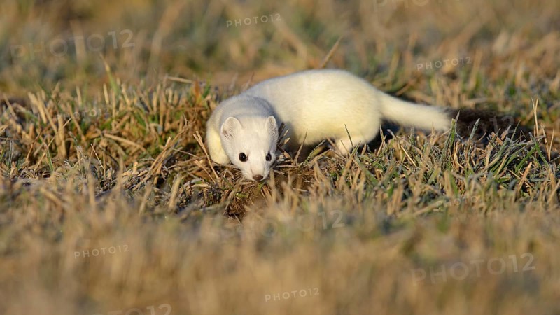 Stoat (Mustela erminea) in winter coat