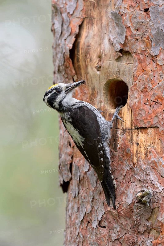 Three-toed woodpecker (Picoides tridactylus)