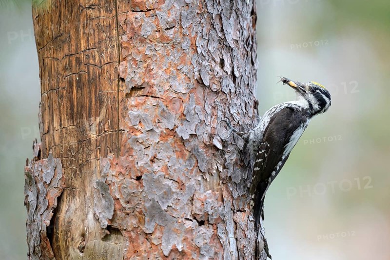 Three-toed woodpecker (Picoides tridactylus)