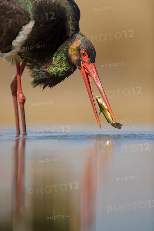 Black stork (Ciconia nigra)