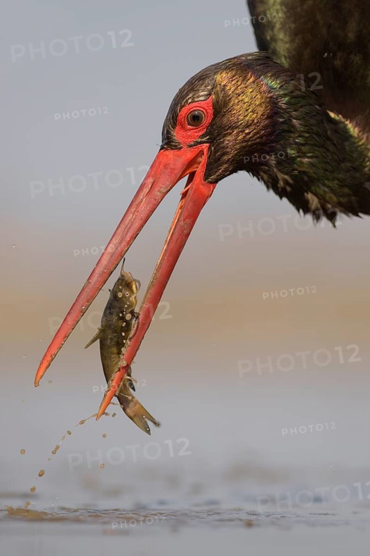 Black stork (Ciconia nigra)
