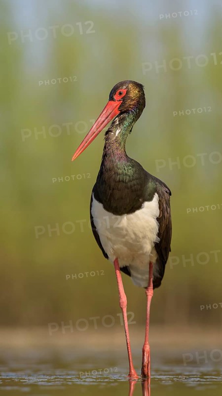 Black stork (Ciconia nigra)