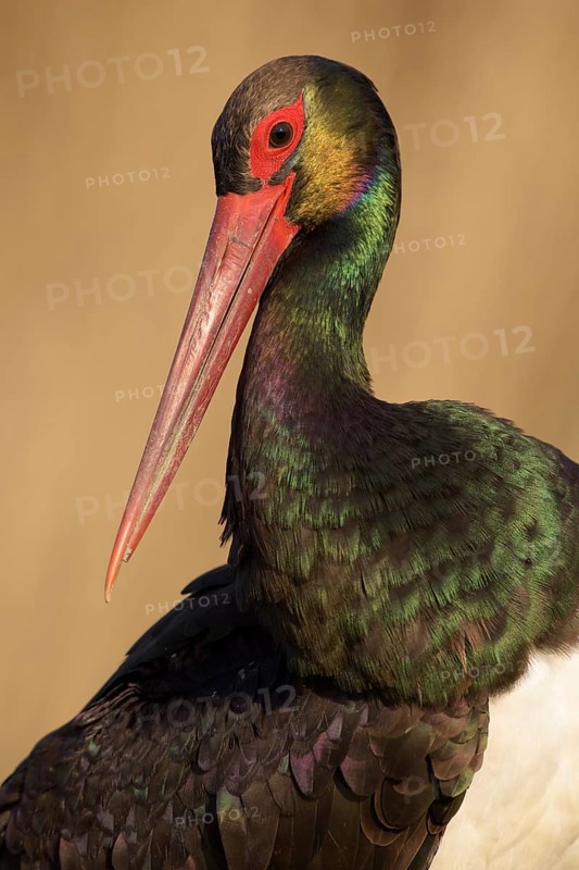 Black stork (Ciconia nigra)