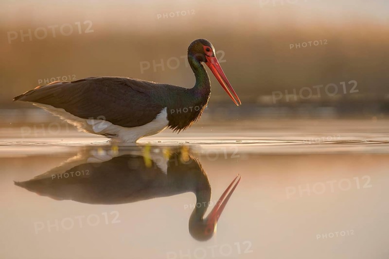 Black stork (Ciconia nigra)