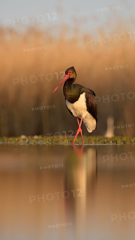 Black stork (Ciconia nigra)