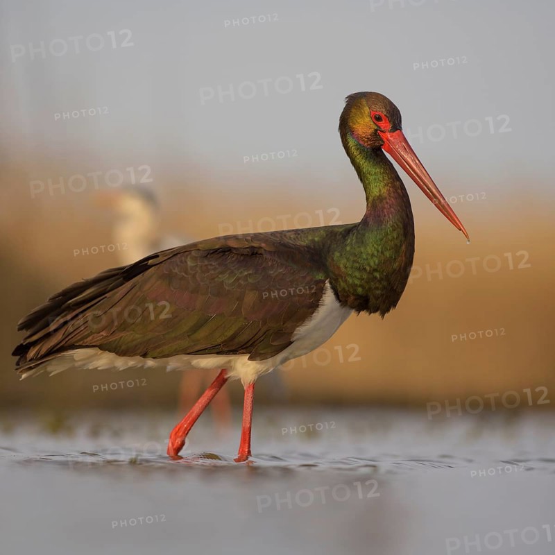 Black stork (Ciconia nigra)