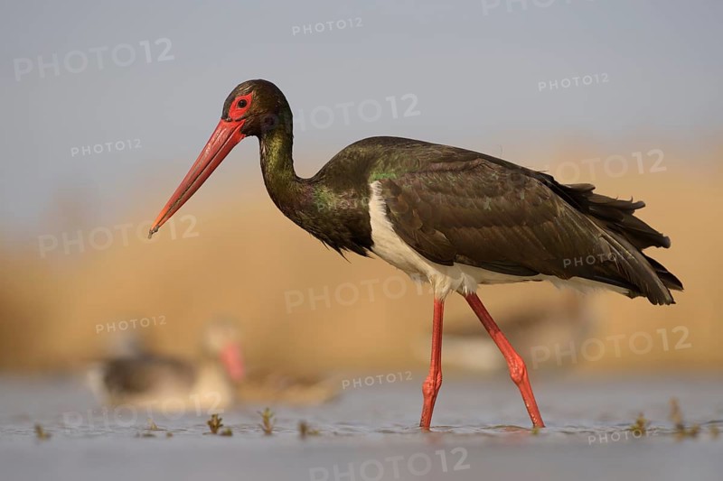 Black stork (Ciconia nigra)