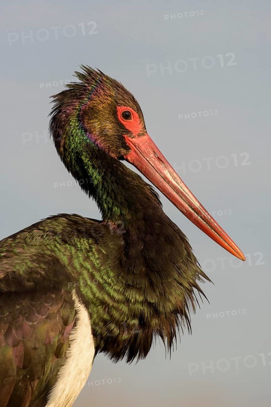 Black stork (Ciconia nigra)