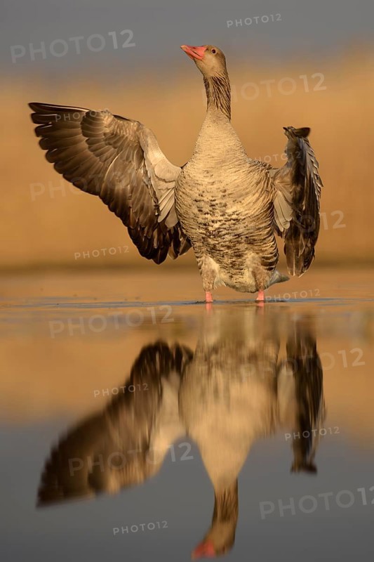 Greylag goose (Anser anser)