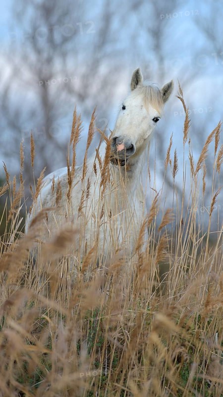 Camargue horse between reeds