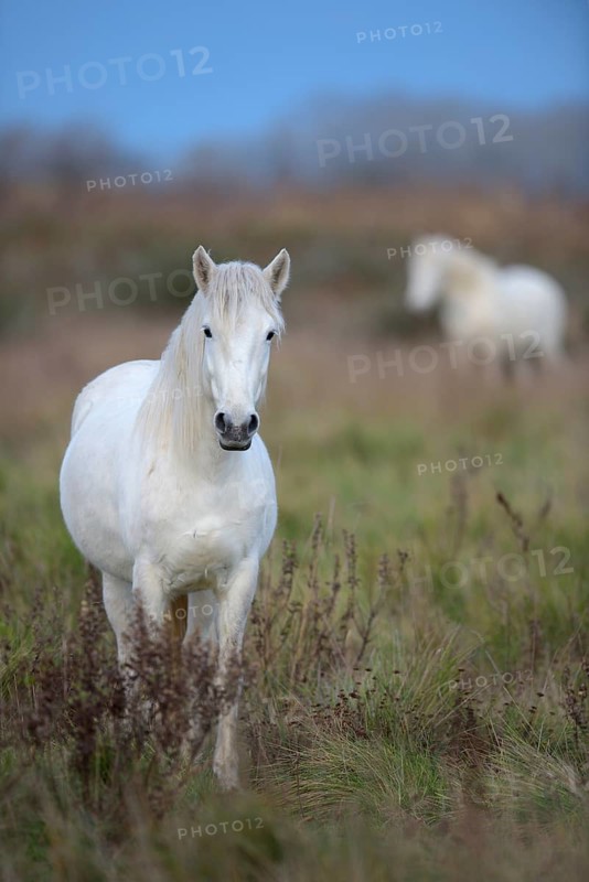 Camargue horse
