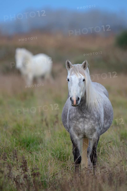 Camargue horse