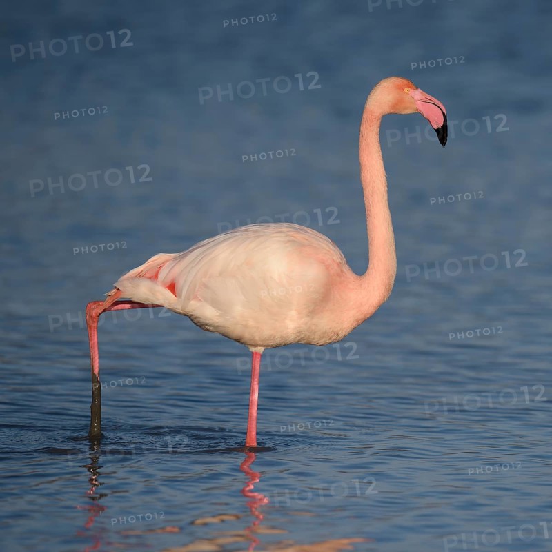 Greater flamingo (Phoenicopterus roseus) wading through lagoon