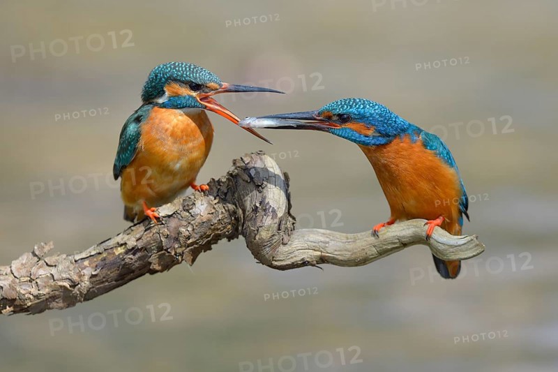Kingfisher (Alcedo atthis)