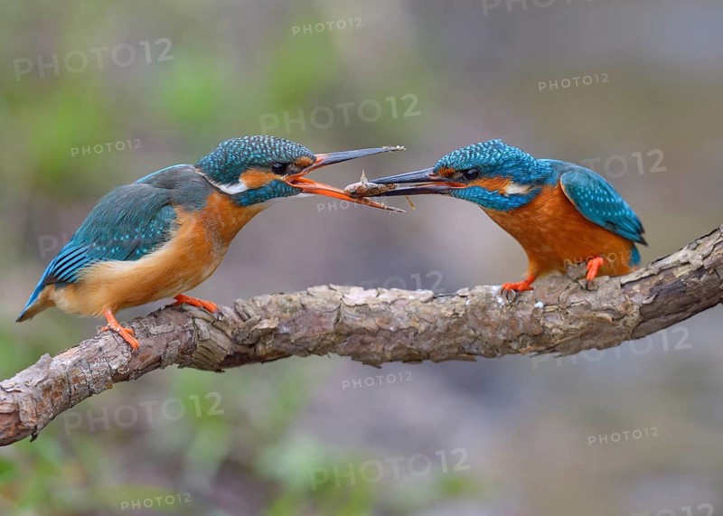 Kingfisher (Alcedo atthis)