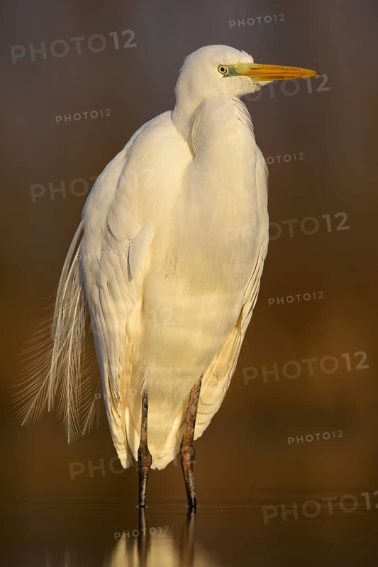Great Egret (Casmerodius albus)