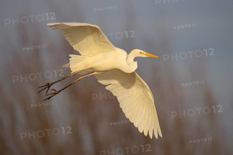 Great Egret (Casmerodius albus) flying adult bird