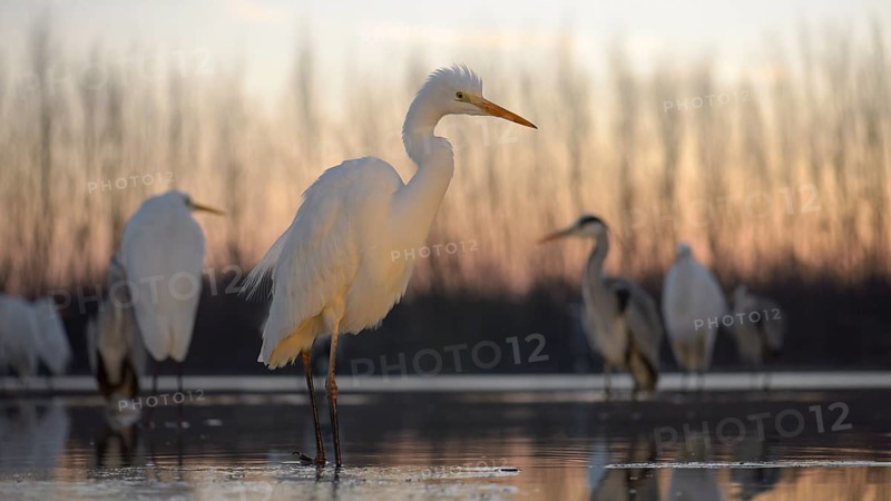 Great Egret (Casmerodius albus)