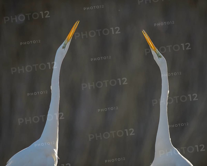 Great Egret (Casmerodius albus)